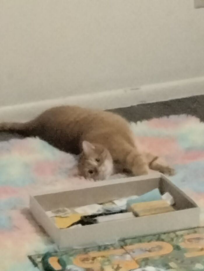 I Tried To Sneak Up On Her But She Heard Me And Attacked Me After This