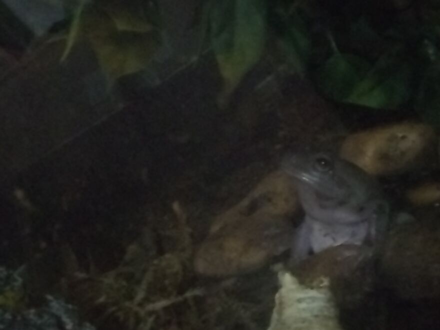 Little Fwog Looking At Another Fwog Above Him. Stayed Like This For Awhile.