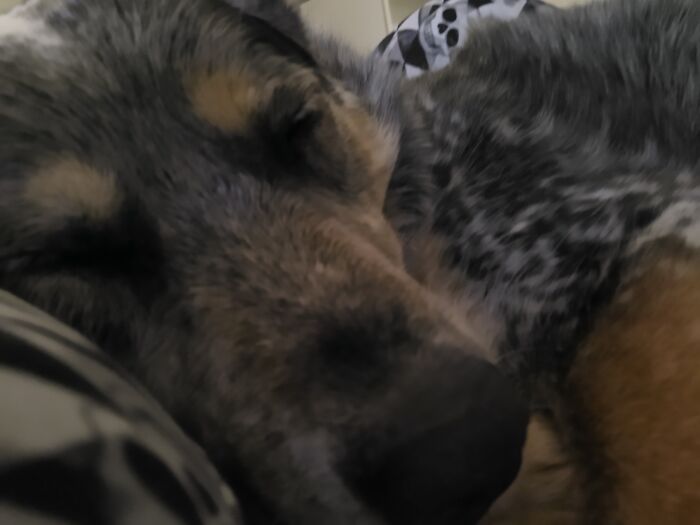 My Dad's 50-Ish Pound Blue Heeler, Jude, Also On My Lap In A Recliner
