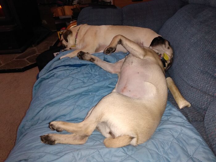 Crashed Pugs
