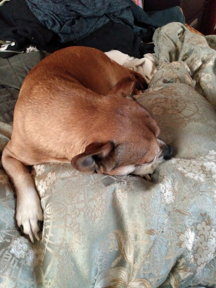 My Mom's Dog, Baby Dog. He Doesn't Usually Sleep On My Bed But He Wanted Company.