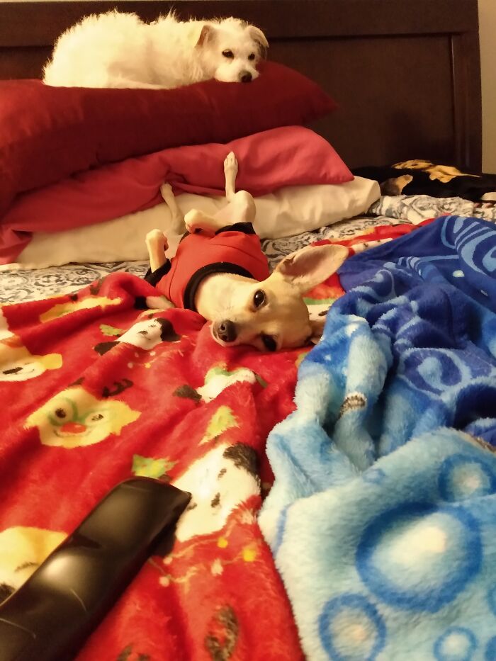 Bella (On Her Back) Waiting For Belly Rubs