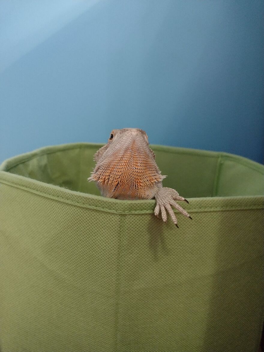 Bucket Beardie