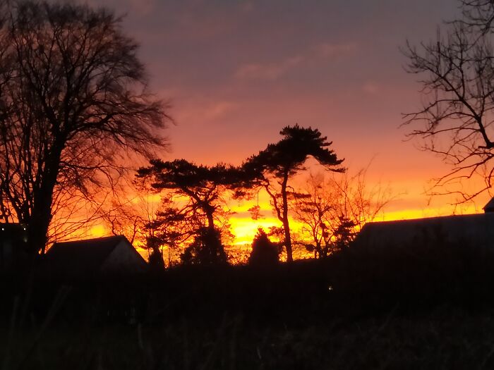 A Moose Or A Dragon?