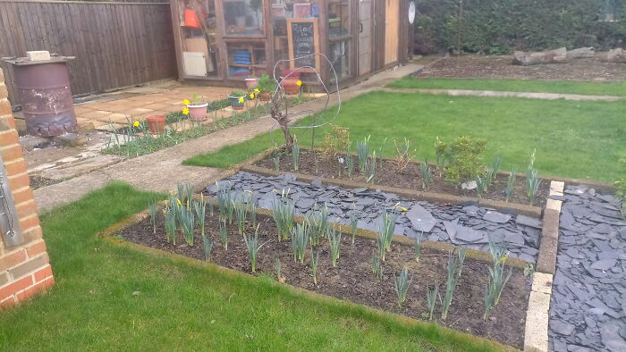 The Bulbs We Planted In November 2021 Are Starting To Come Through...