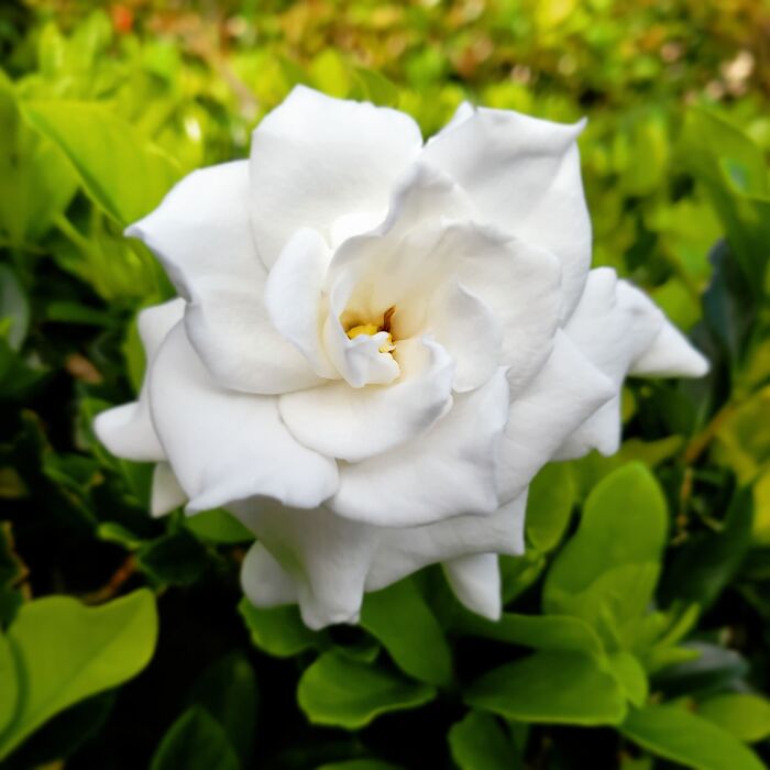 Gardenias Along My Front Path In Miami, Fl