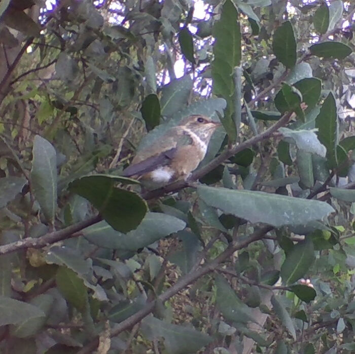 I Found A Nest Of Allen's Hummingbirds. I Named The Chicks Sam And Alex. When I Found Them They Were The Size Of Kidney Beans, But Within Four Weeks, They Flew Away. This Is Sam's First Time Out Of The Nest.
