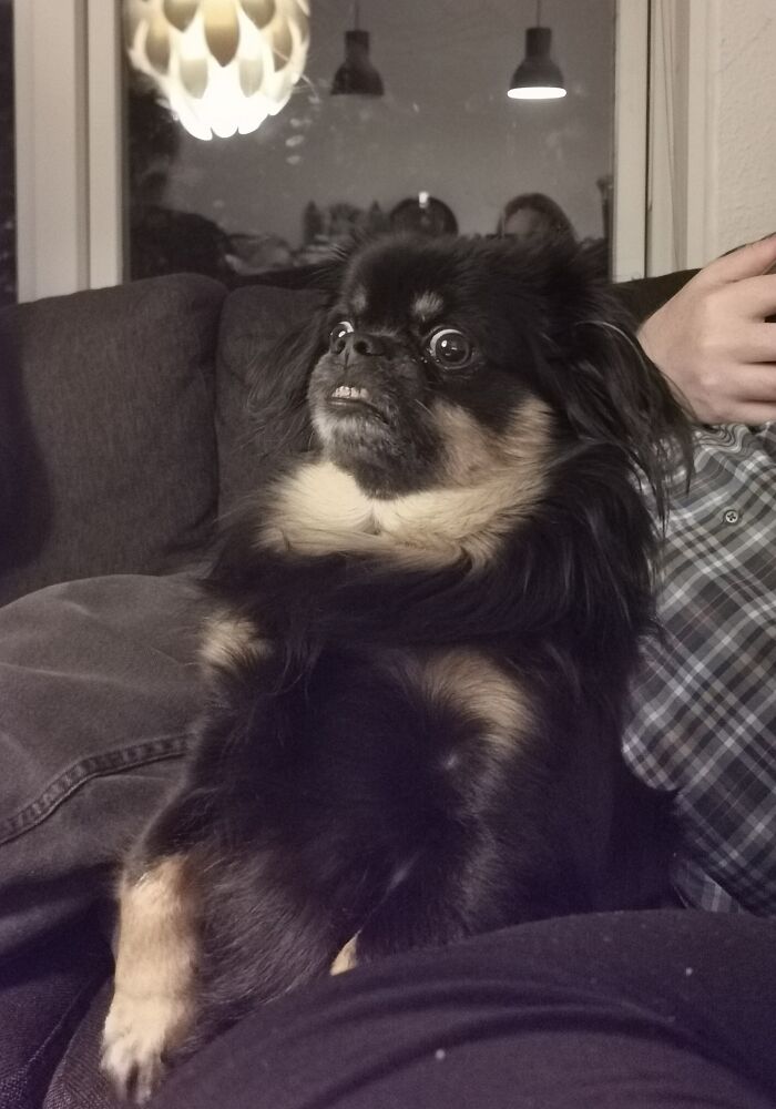 I'm Alex. I Always Look Like This. Woof