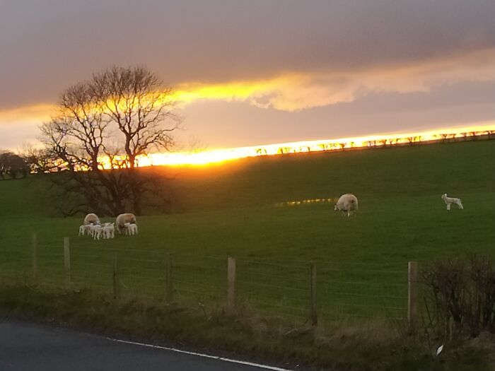 The Baby Sheep Are Arriving!