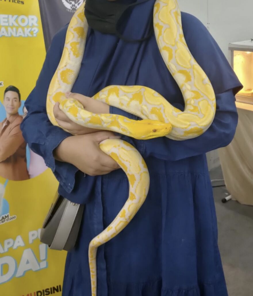 Met This Beau Named Medusa At A Fair :d