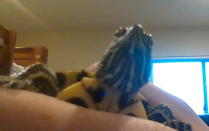 He's Over A Year Old And Is Still This Small. I Feed Him Growth Formula And He's Still Tiny.