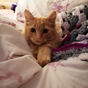 gw14rychelrowan avatar