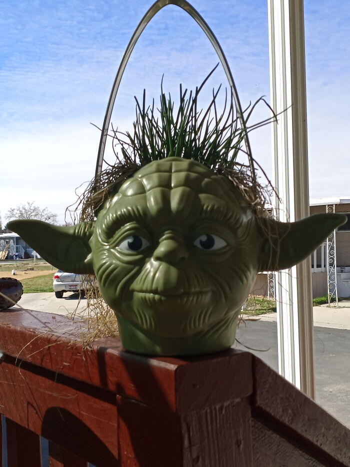 My Hanging Chive Pot.