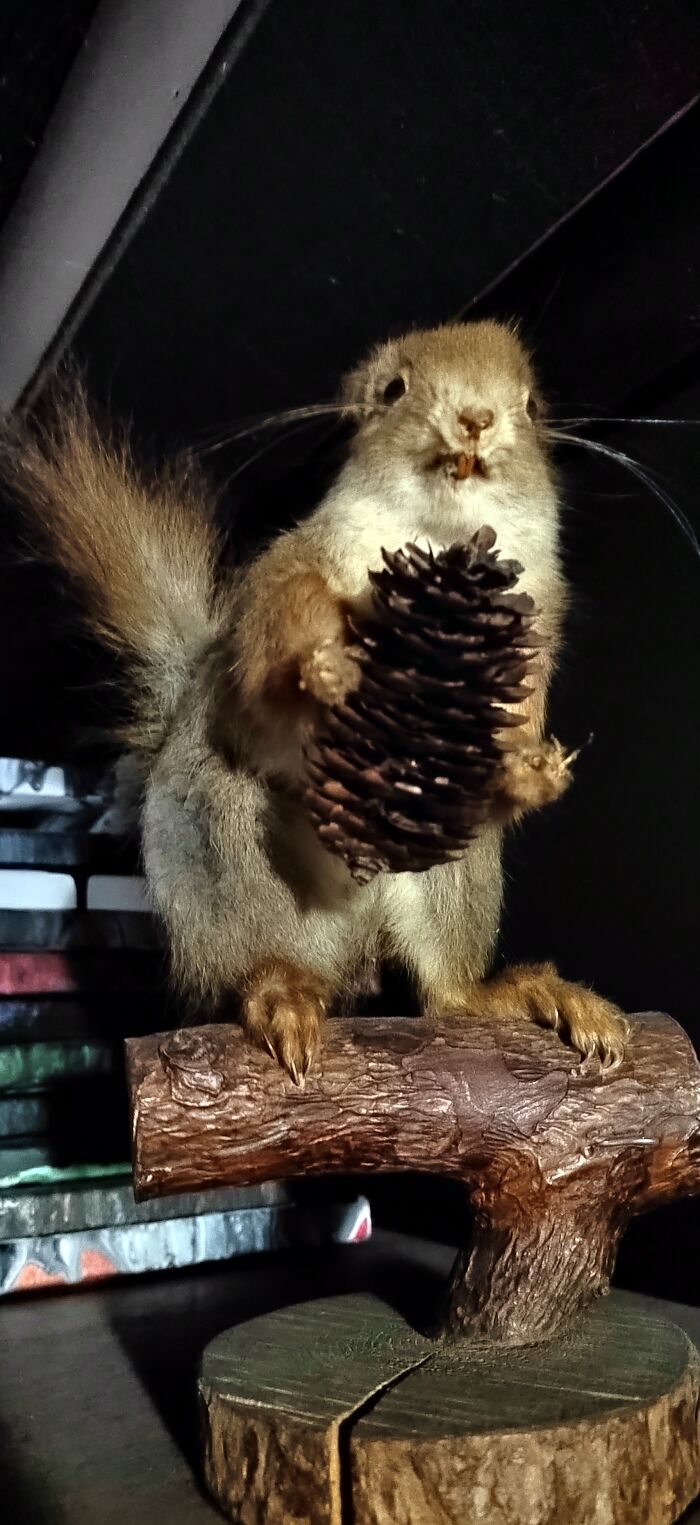 Derpy Taxidermy, My New Spirit Animal