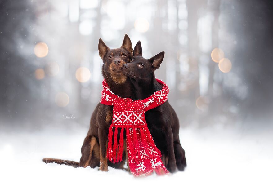 25 Of The Best Dog Photos I’ve Ever Taken - Nikol Kopp