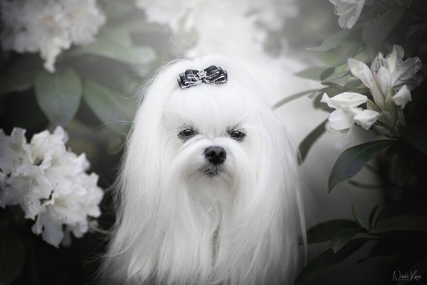 25 Of The Best Dog Photos I’ve Ever Taken - Nikol Kopp