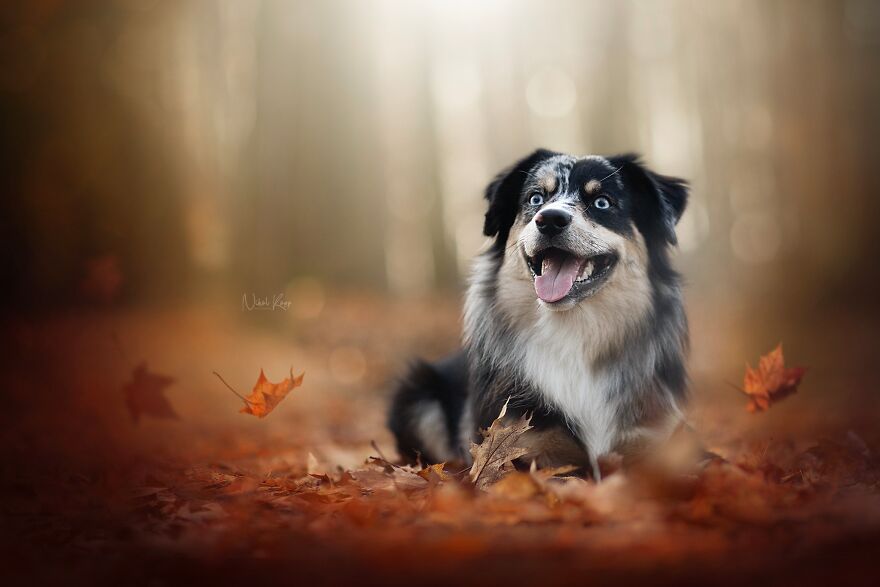 25 Of The Best Dog Photos I’ve Ever Taken - Nikol Kopp