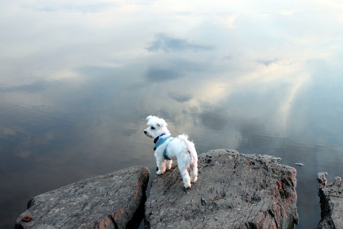 Tommy Boy (Rip) On Our Maine Vacation. It Always Makes Me Smile Remembering His First Time Swimming!