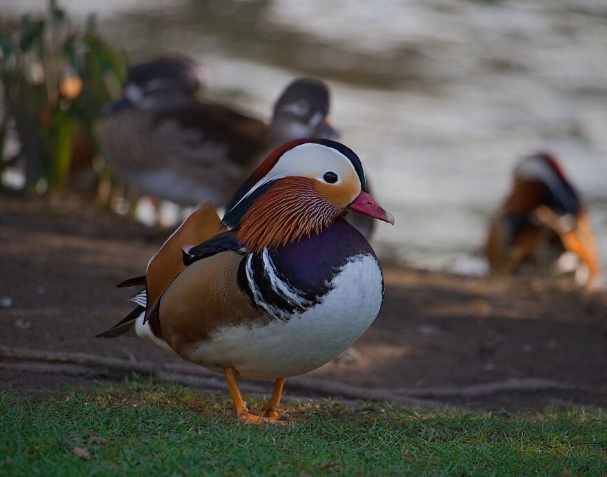 I Found The Rare Mandarin Ducks