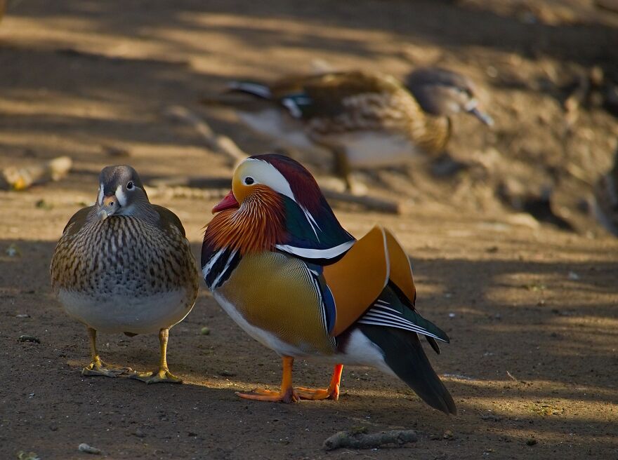 I Found The Rare Mandarin Ducks