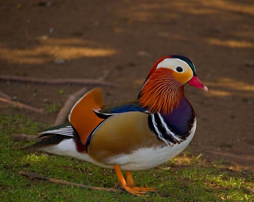 I Found The Rare Mandarin Ducks