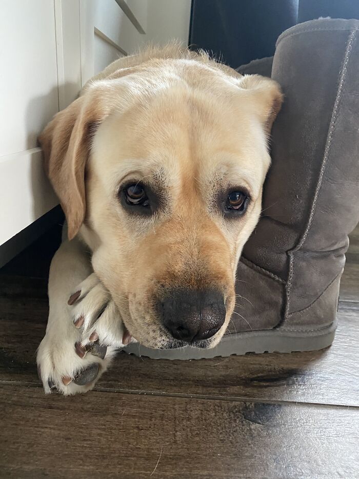 My Dog's Loving My Uggs