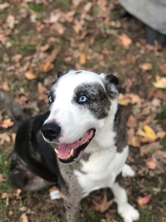 Best Picture Of My Dog I Have :)