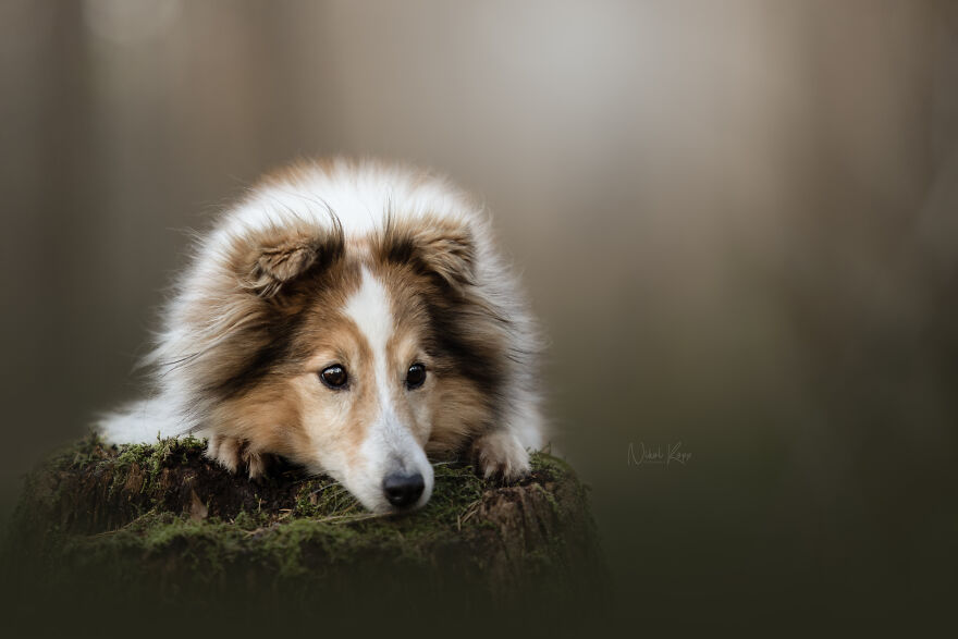 25 Of The Best Dog Photos I’ve Ever Taken - Nikol Kopp