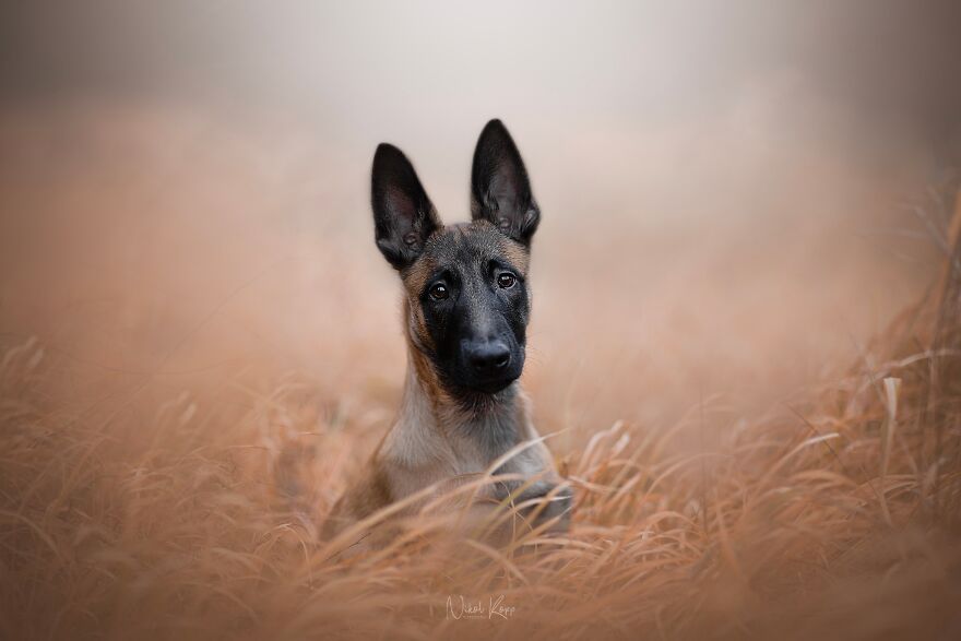25 Of The Best Dog Photos I’ve Ever Taken - Nikol Kopp