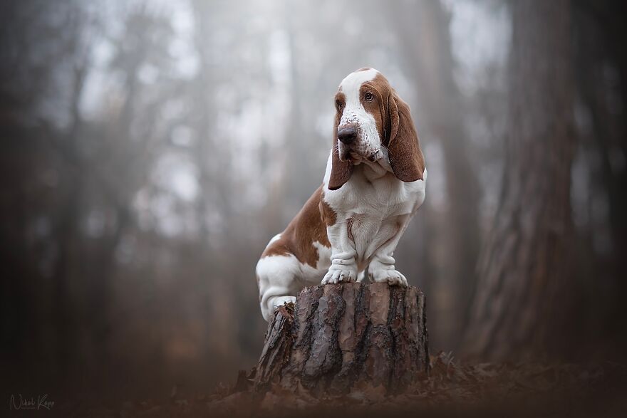 25 Of The Best Dog Photos I’ve Ever Taken - Nikol Kopp