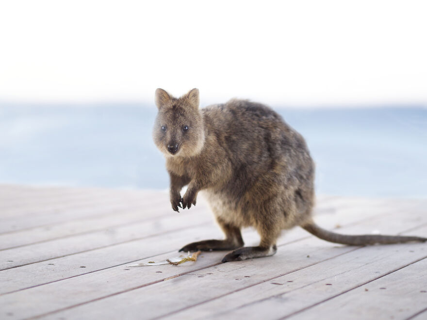 Quokka, Rottnest Island, Western Australia