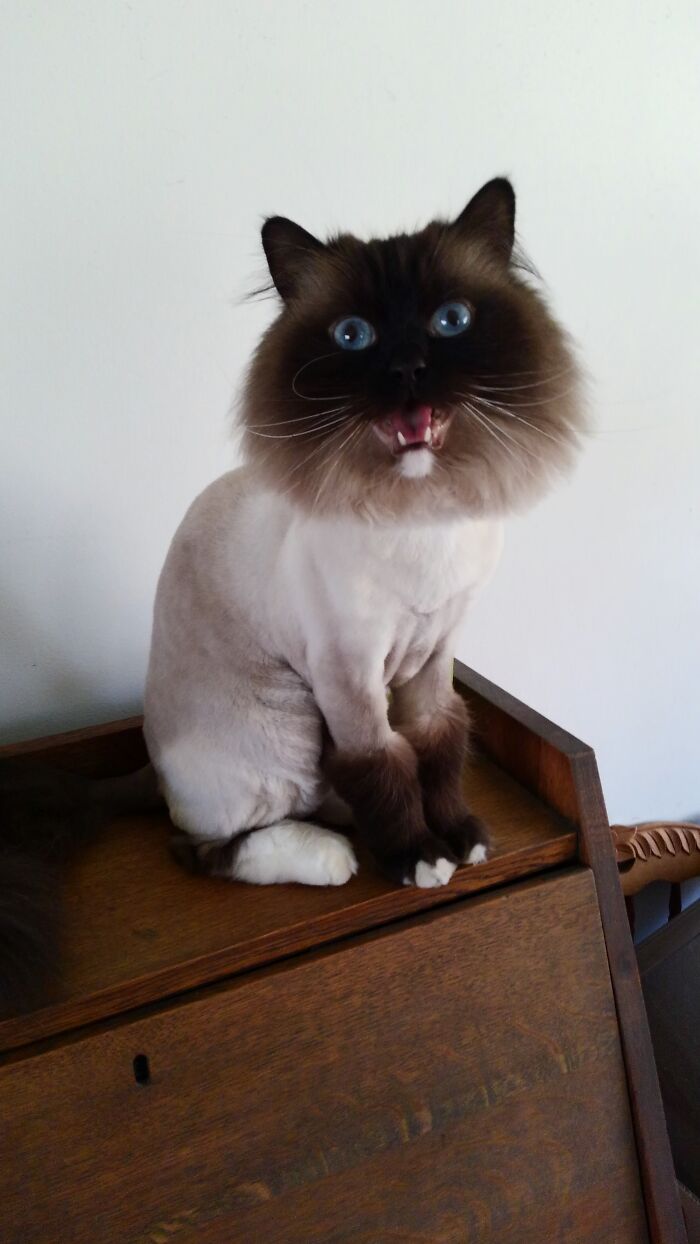 Larry Fresh From His "Lion Cut" Grooming. He's A Talker And Always Has Something To Say