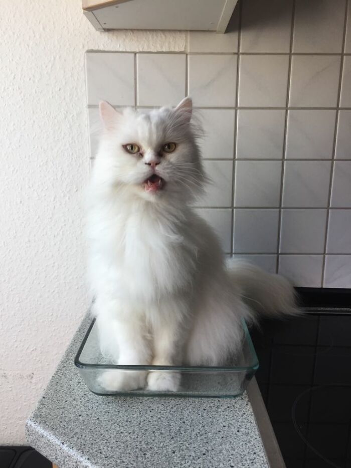 Our Annoying White Cat Sits In Every Spot Where He Can Annoy Us Most