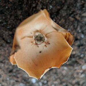 emilielaprade avatar