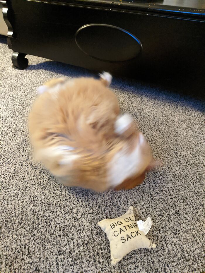 Biscuits - Self-Explanatory