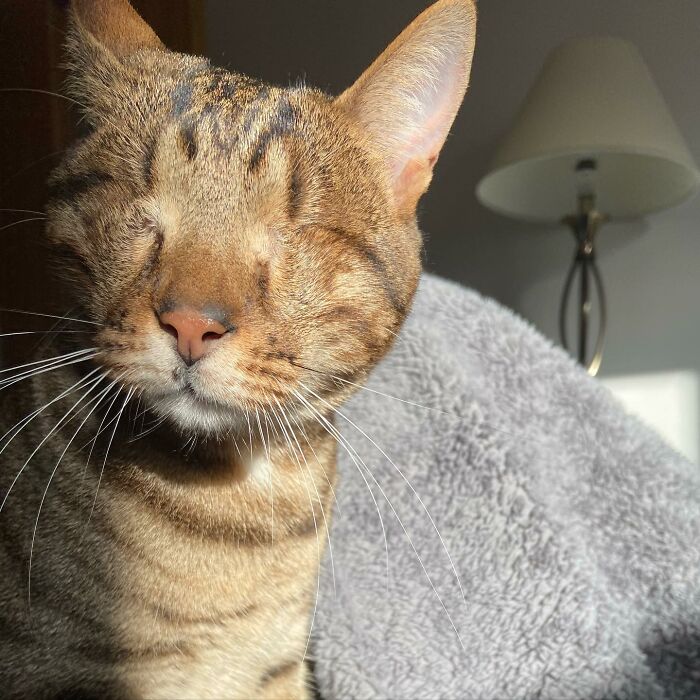 Love Is Blind: Cat From Greece Finds A Loving Home In Londoner's Home, Goes Viral On TikTok