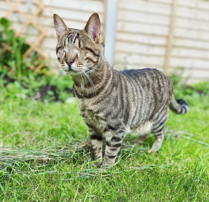 Love Is Blind: Cat From Greece Finds A Loving Home In Londoner's Home, Goes Viral On TikTok
