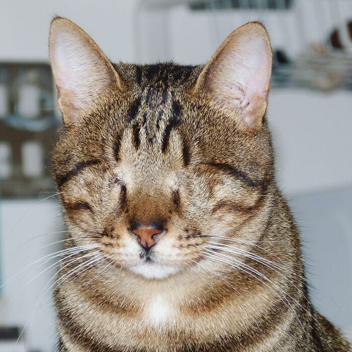 Love Is Blind: Cat From Greece Finds A Loving Home In Londoner's Home, Goes Viral On TikTok