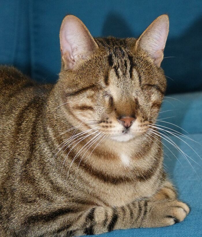 Love Is Blind: Cat From Greece Finds A Loving Home In Londoner's Home, Goes Viral On TikTok