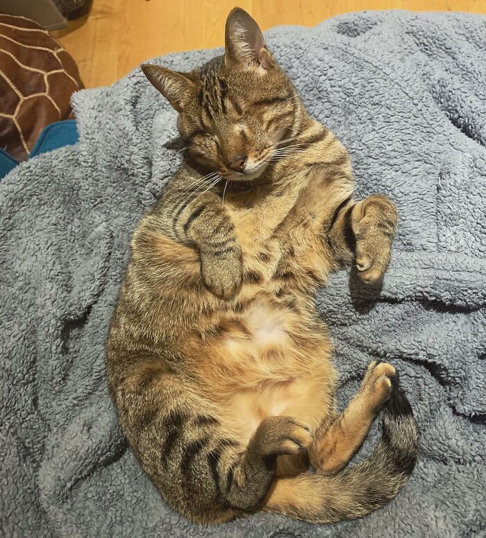 Love Is Blind: Cat From Greece Finds A Loving Home In Londoner's Home, Goes Viral On TikTok