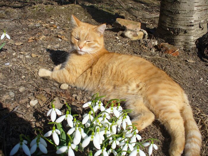 My Kitten, Banana, Is Guarding The Snowdrops