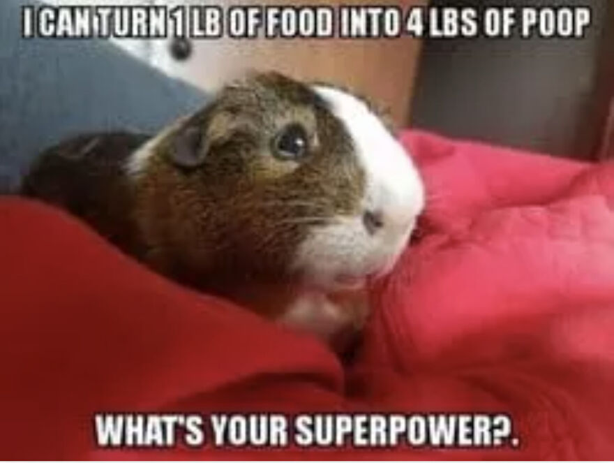 My Guinea Pig Memes