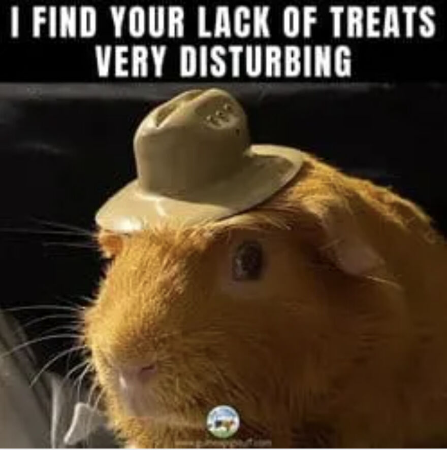 My Guinea Pig Memes