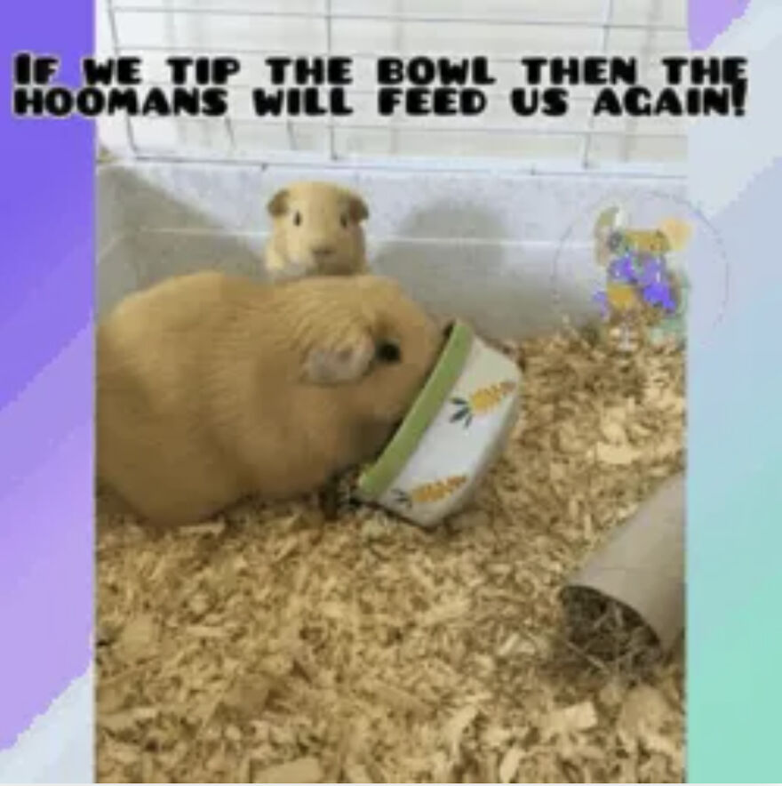 My Guinea Pig Memes