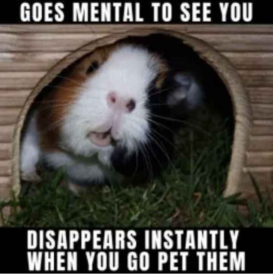 My Guinea Pig Memes