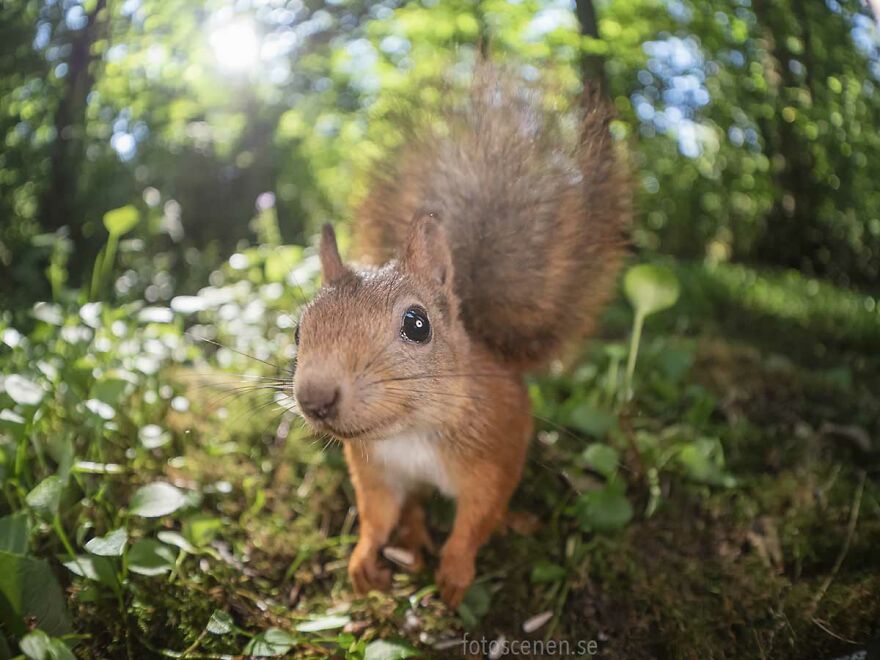Feeling Extra Squirrely Today