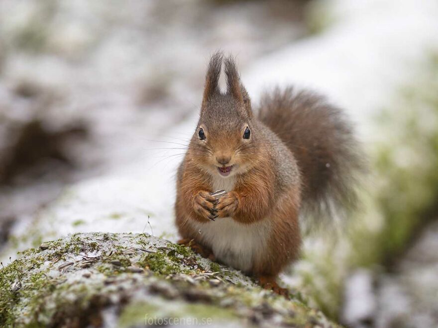 Laughs At All My Jokes