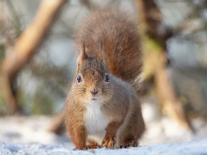 Squinting Squirrel
