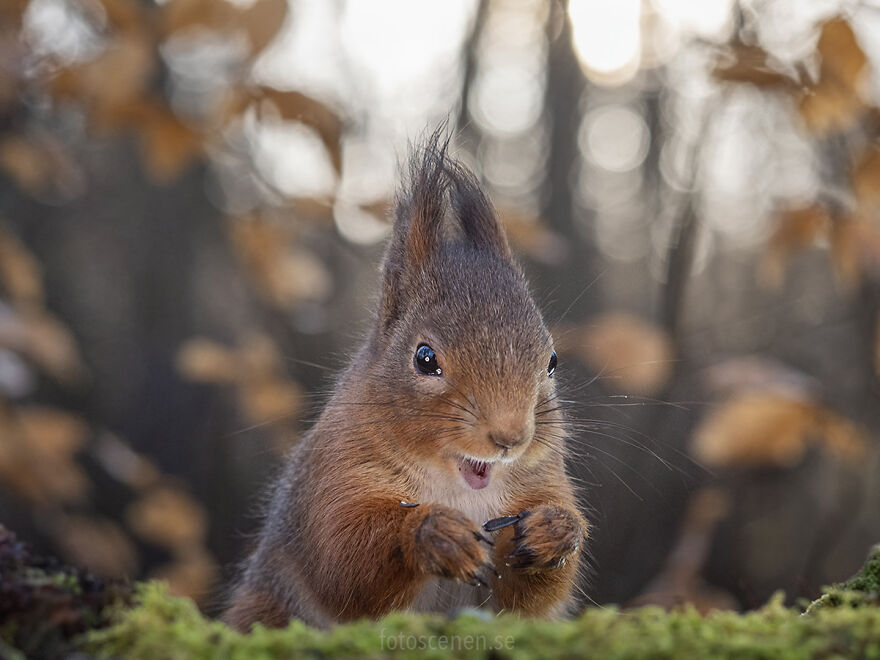 When Sweden Is Winning In The Squirrel Olympics