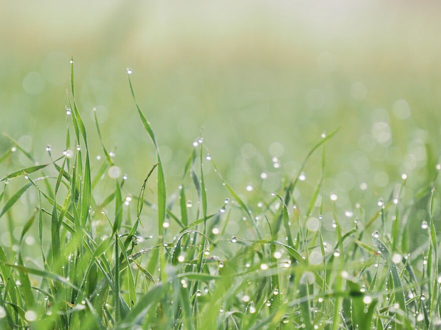 Dew On The Grass